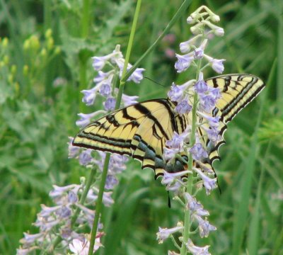 Tiger Swallowtail Butterfly smallfile IMG_0389.JPG