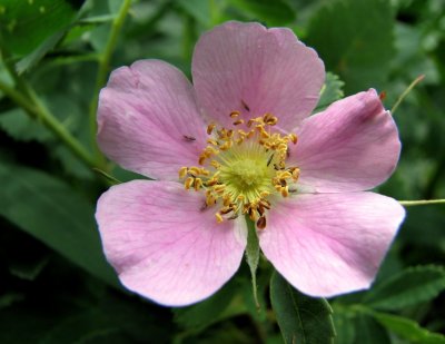 wild rose IMG_0309.jpg