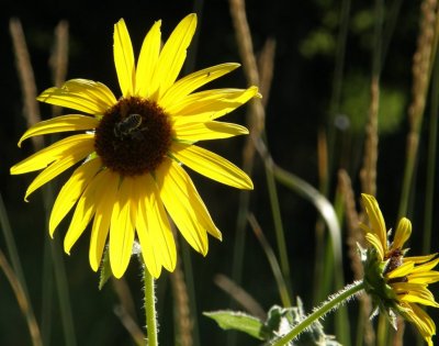 Wild Sunflowers with Bee P7290055.jpg