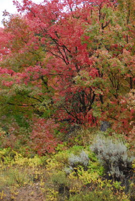 First Official Day of Autumn _DSC0060.jpg