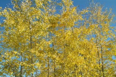aspen autumn leaves DSCF0714.jpg