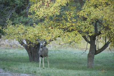 Deer and Apple Trees Autumn Scene _DSC0286_2.jpg
