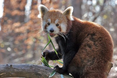 Bronx Zoo: Red Panda