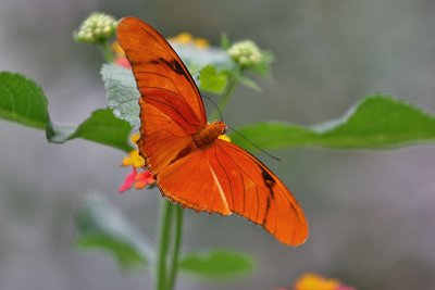 IMG_7380_20070701e.jpg