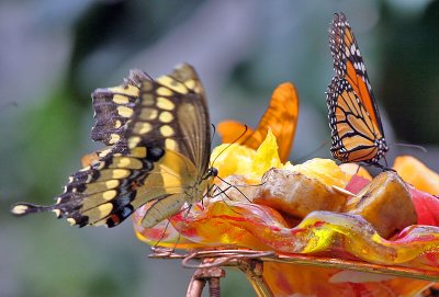 IMG_7386_20070701e2.jpg