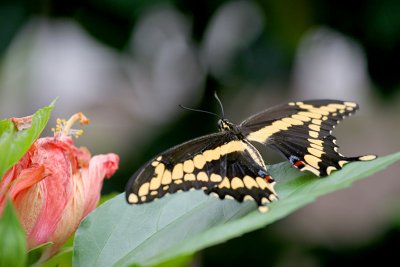 Bronx Zoo: Butterfly Zone