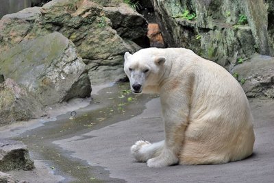 Bronx Zoo: Polar Bears