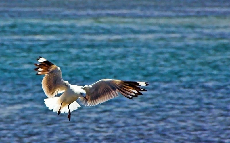 Seagull