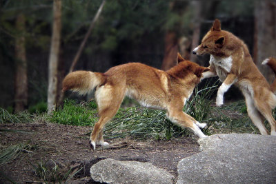 Dingos Fighting ~