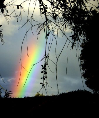 Rainbow *