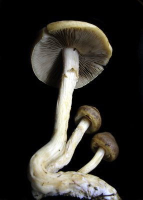 Mushrooms ~