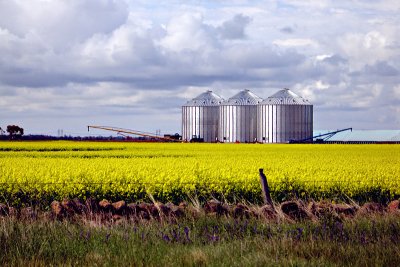 Silos in an oilseed field ~