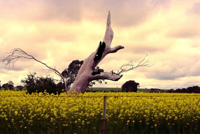 Dead Tree in Yellow Field