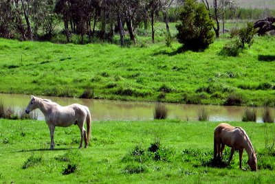 horses by the river ~