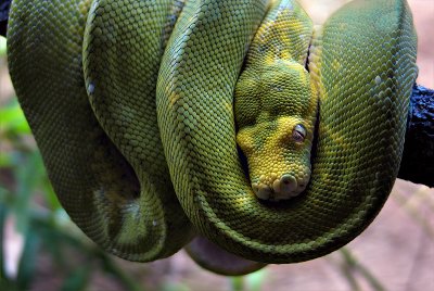 Green Snake ~