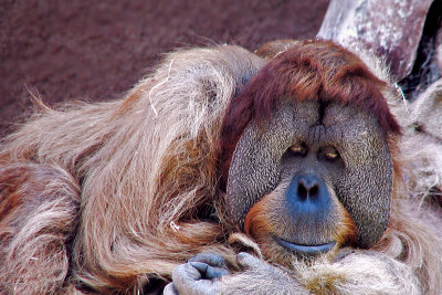 Orangutan asleep ~