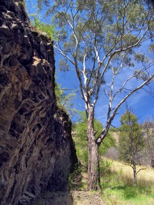 tree by the cliff face