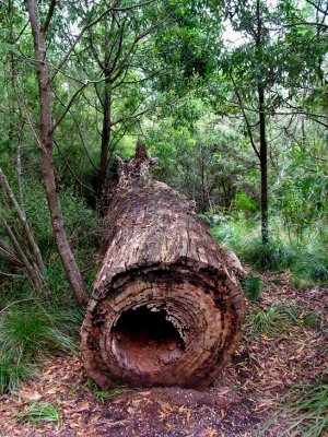 hollowed Log
