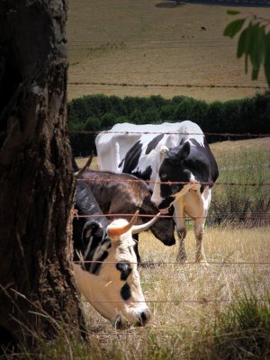 Cows & Bull ~