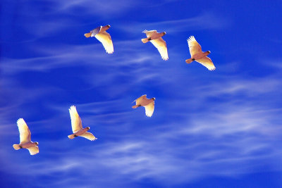 seagull formation ~