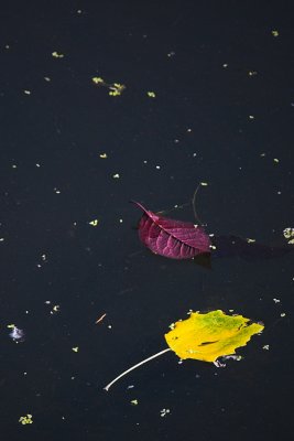 Leaves on the Pond ~