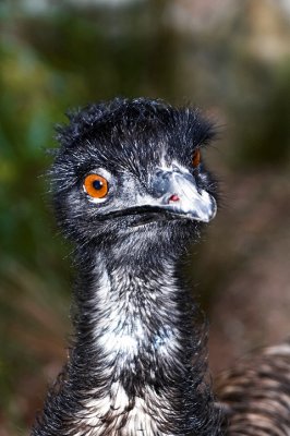 Emu up close ~