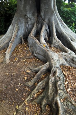 100 year old roots