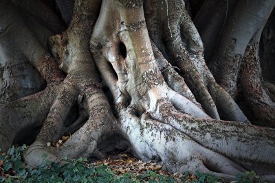 Old Trunk Roots