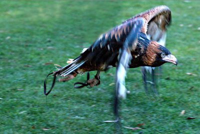 eagle inflight