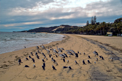 Morton island beach