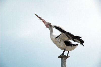 Pelican ~