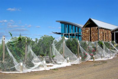 Vines under nets