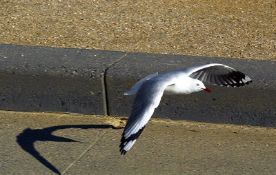 Seagull flying low