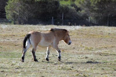 Mongolian Przewalski horse ~