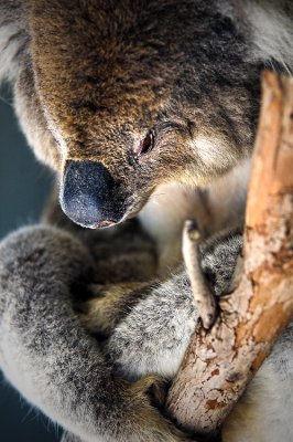 Koala out on a limb ~