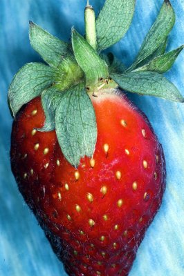 strawberry ~