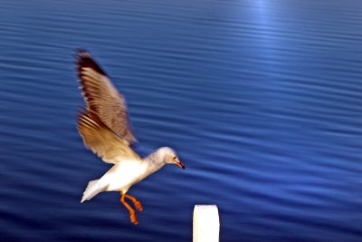 Seagull Landing ~