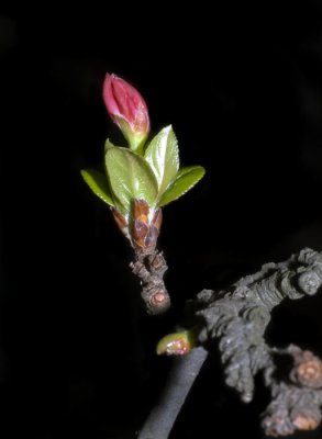 First bud in spring