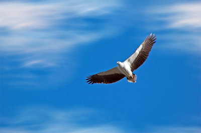 Wandering Albatross