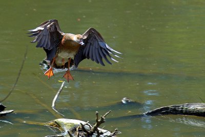 Duck inflight