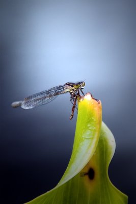 g6/99/380799/3/51977845.gFyOTmVG.jpg