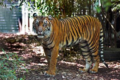 Glare of the Sumatran Tiger