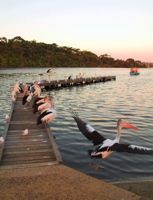 Pelicans on the Jetty