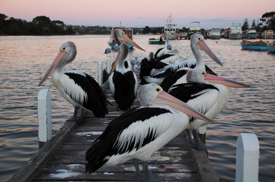 Pelicans on the Jetty ~