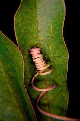 Spiral vine on leaves ~