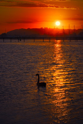 Black swan in sunset