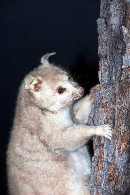 Climbing in the dark ~