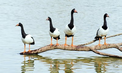 Magpie Geese