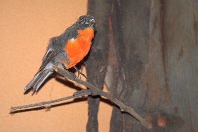 Scarlet Robin