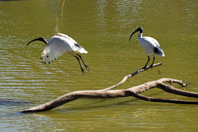 White Ibis takes off